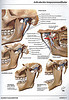 Articulacion temporo mandibular