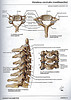 Vertebras cervicales(continuacion)