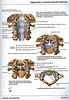 Ligamentos craneo cervicales internos