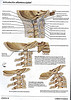Articulacion atlanto occipital
