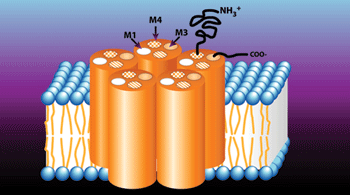 Farmacología de los colinoreceptores nicotínicos